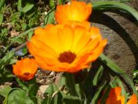 Florinda